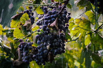 grapes on vine