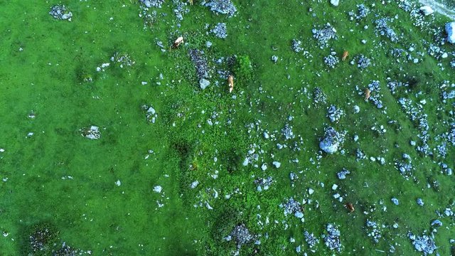 Catlle herd grazing on mountain pasture, aerial footage