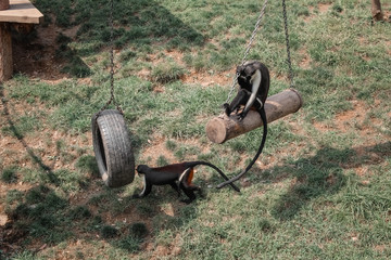 two monkey in the park