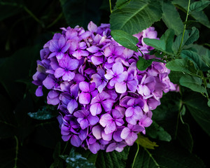 Obraz premium purple flowers on black background
