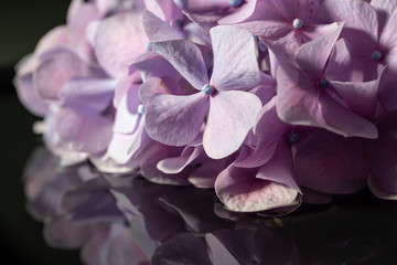 紫陽花　リフレクション