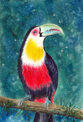   Watercolor picture of the colorful toucan on the tree  branch with emerald background