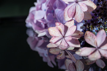 紫陽花　リフレクション
