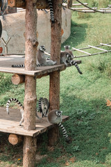 lemurs in park for animals