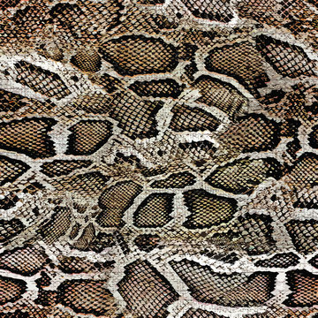 snake skin texture seamless pattern 