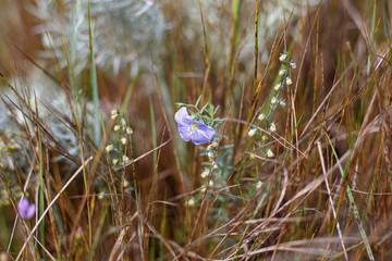 flower in the grass