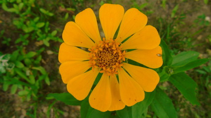 yellow flower