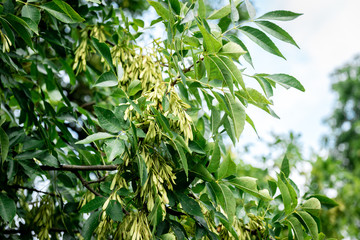 Spring ash seeds on tree brunch.