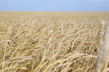 golden wheat field