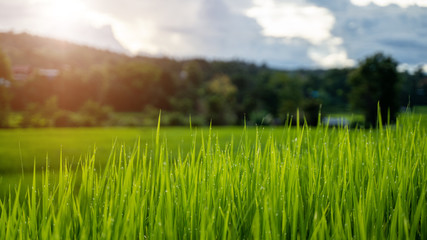 Obraz premium Steamed rice planted with water droplets on the background of the rice field in warm light.