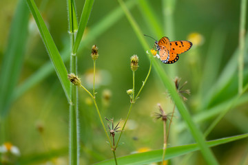 Butterflies eating nectar from pollen