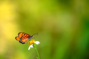 Butterflies eating nectar from pollen
