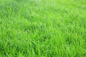 Green grass. Natural background
