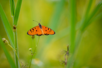 Butterflies eating nectar from pollen