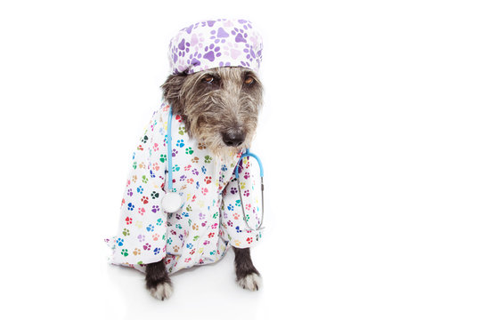 angry dog dressed as veterinary wearing stethoscope and cap, hospital gown. Isolated on white background.