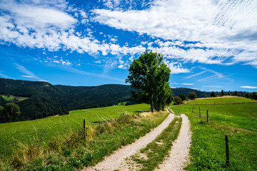 Germany, Curved hiking path on top of a mountain in black forest landscape with view to summit of schauinsland mountain near freiburg im breisgau - obrazy, fototapety, plakaty