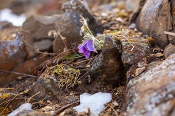 flowers in spring