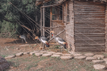 birds around the house