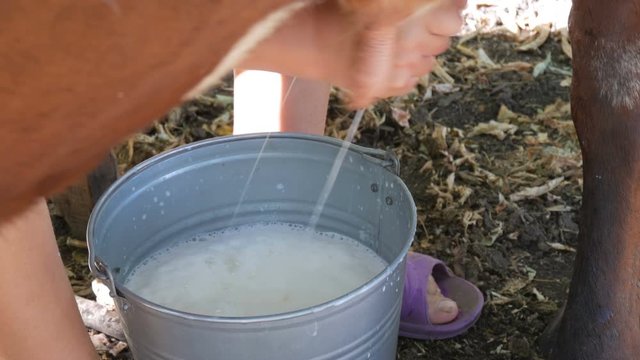 The milkmaid milks the cow by hand. Female hands squeeze the udder of a cow in the pasture. Fresh milk with froth flows into an iron bucket. Milking in the yard