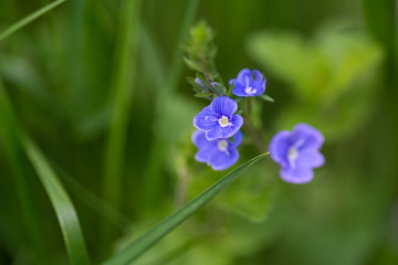 Spring flowers in blue in green grass