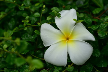 Fototapeta premium Colorful flowers in the garden.Plumeria flower blooming.Beautiful flowers in the garden Blooming in the summer.