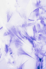 Beautiful abstract close up color white pink and purple feathers background and wallpaper