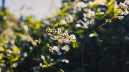 white flowers in spring