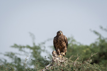 Steppe eagle or Aquila nipalensis portrait with wings open about to fly from green tree trunk at thar desert national park, jaisalmer, rajasthan, India