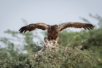 Steppe eagle or Aquila nipalensis portrait with wings open about to fly from green tree trunk at thar desert national park, jaisalmer, rajasthan, India