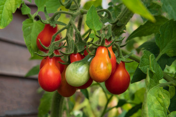 A bunch of red tomatoes on a plan with leaves