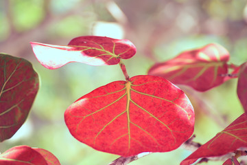The huge leaves of a tropical tree against the sky. Natural natural background.