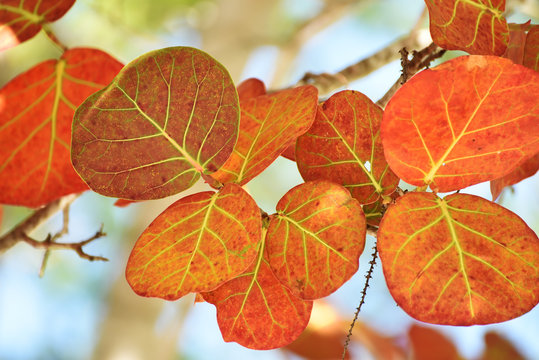 The huge leaves of a tropical tree against the sky. Natural natural background.