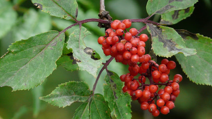 Vogelbeeren am Baum