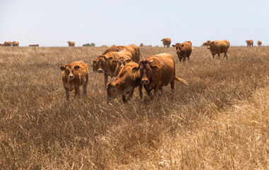 Una manada de vacas con sus terneros pastan en el campo