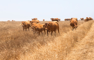 Una manada de vacas con sus terneros pastan en el campo