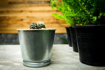 Cactus in a pot on a cement table.