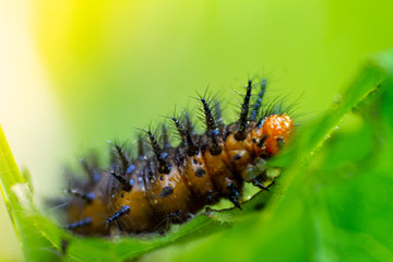 caterpillar on leaf