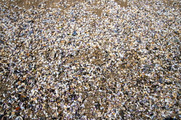 Lots of sea shells on a beach