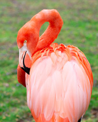 Flamingo close up
