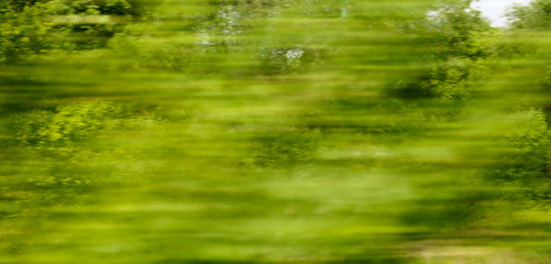 Green nature in summer in motion