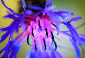 Fototapeta na wymiar Blu and purple Alpine wildflower, psychedelic colors
