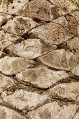 Bark on a palm tree as an abstract background