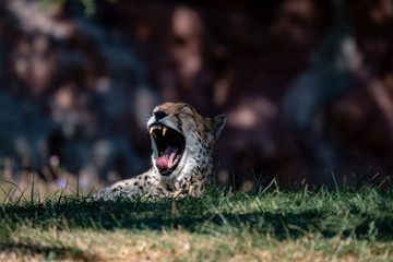Close up of a growling cheetah with its mouth open