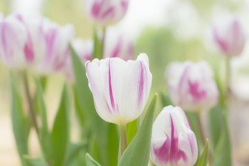 White tulips, purple stripes are blooming beautifully in the garden.