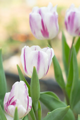 White tulips, purple stripes are blooming beautifully in the garden.