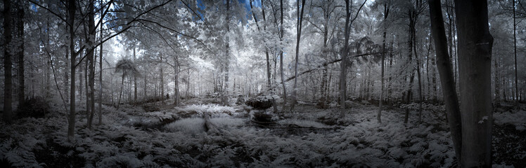 forest in winter (Panorama)