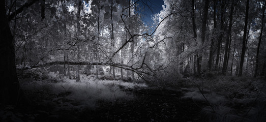 forest in winter (Panorama)