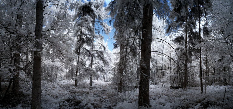 forest in winter (Panorama)