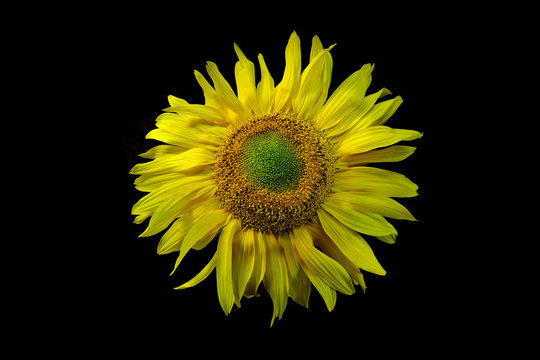 sunflower flowers close-up. dark background.