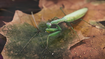 green mantis on a background of autumn leaves. predator concept.